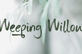 Weeping Willow Italic