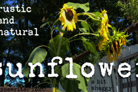 Sunflower Regular