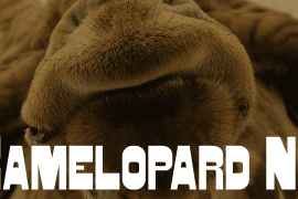 Camelopard NF