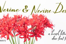 Nerine Regular