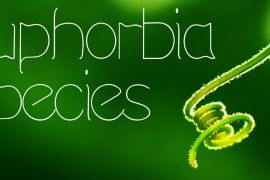 Euphorbia Species