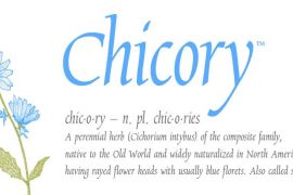Chicory Std Regular